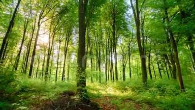 太阳把美丽的光线投射到<strong>清新</strong>的<strong>绿色</strong>森林里，时间流逝